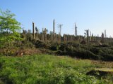 2022-05-20 - Tornado beim Sturmtief Emmelinde Solling - Steinlade bis Gehren (27)